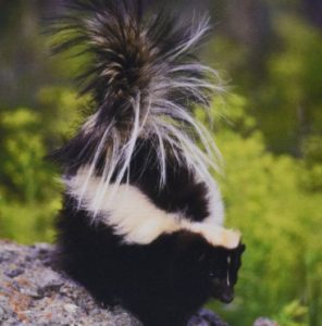 SkunkPic